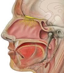 Olfactorisk mucosa Sanseceller gjennom