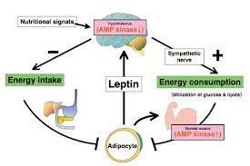 Leptin Hormon produsert i fettceller Økt matinntak gir
