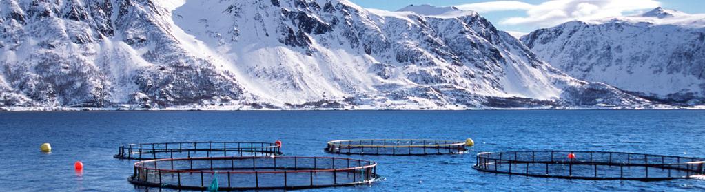 Standard Norge arbeider aktivt med å utvikle standardarder i norsk og internasjonal fisk- og havbrukssektor Krav til produksjon av fisk og fiskevarer Krav til t i fisk og fiskevarer