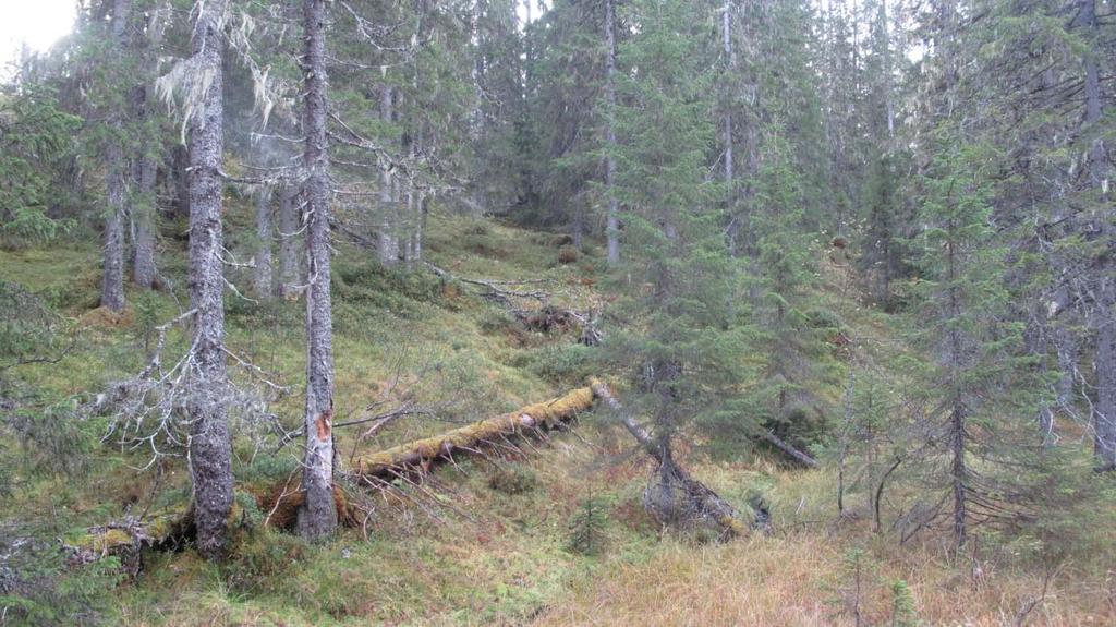 Økologisk variasjon Hele området ligger i mellomboreal vegetasjonssone og domineres fullstendig av fattige vegetasjonstyper. Variasjon i eksposisjonen er liten.