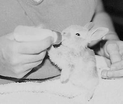 «Oppflasking» av kaninunger Vil fortelle TK-leserne om en litt spesiell historie, den var iallfall spesiell for meg da.