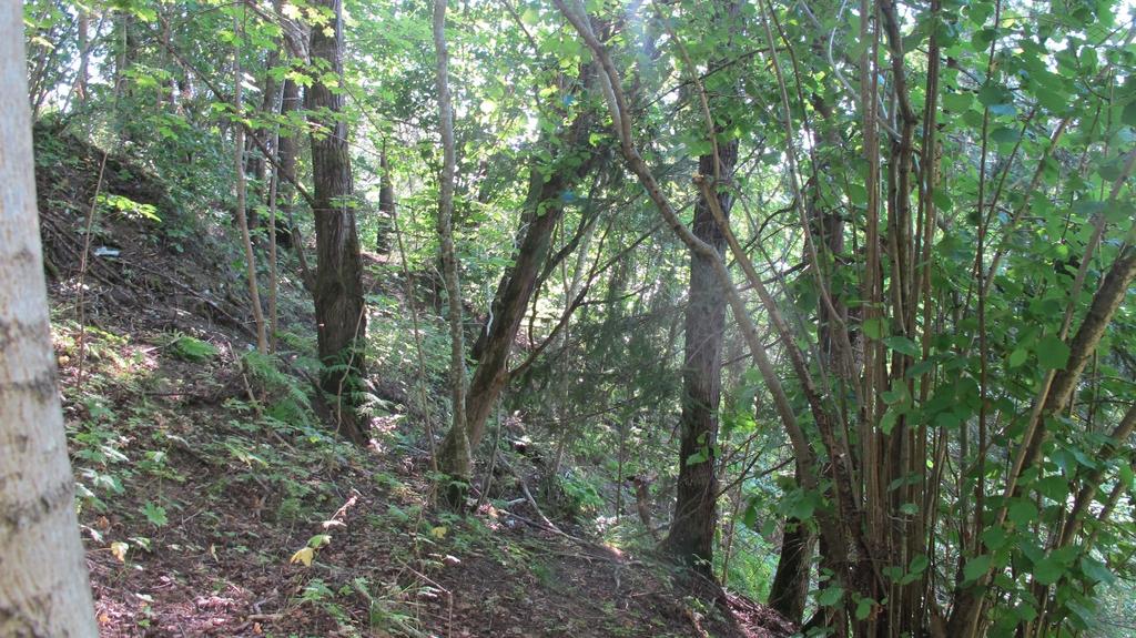 11 Skogen i øvre del av skråningen har et tresjikt med varierende dominans av arter som bjørk, osp, gråor, spisslønn og noe gran. I mindre omfang inngår også rogn og selje i tre- og busksjiktet.