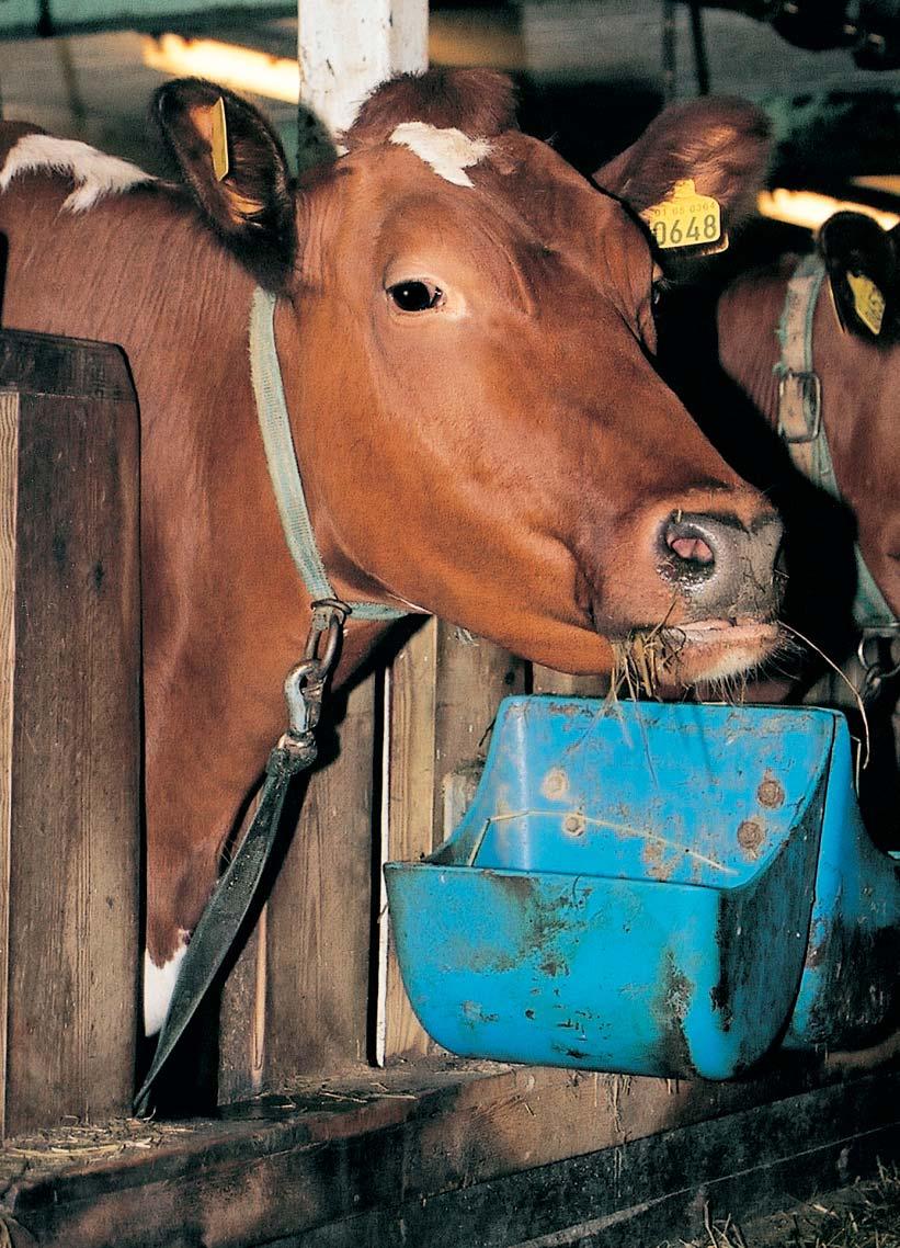 fôropptaket? Opptak av grovfôr varierer betydelig mellom dyr innen samme besetning. Foto: Jan Erik Kjær inntakskapasitet også uttrykkes i NDF-enheter (g NDF per kg kroppsvekt).