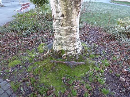 Det er inngrodd bark mellom hovedstammene, treet har nokså tynne og godt fordelte grener og det antas at grenfestet er godt