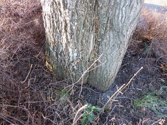 Treet er beskåret og det er begynnende hulhet i minst ett av de gamle beskjæringssnittene. En gren vokser utover i vegbanen. To middels store grener er fjernet tidligere.