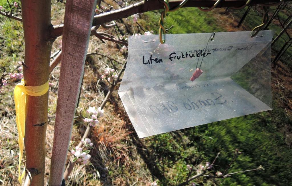 Det kan være andre skader som forårsakar skalfeil, slik som frost før blomstring. Bilde 1 viser skade av saksedyr eller seine viklarar.