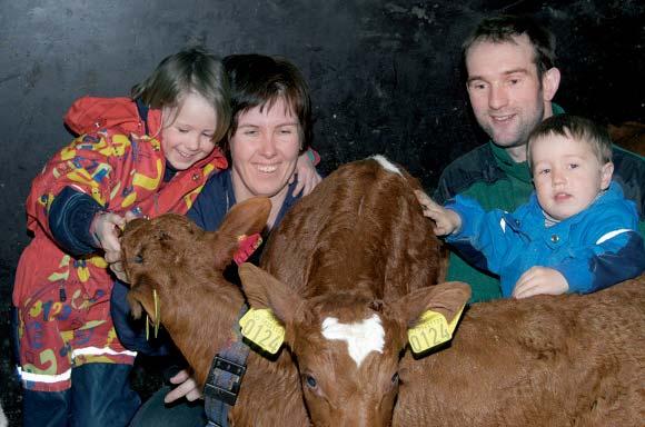 De 400 kalvene skal til forsøkene i Irland som nå skal sammenligne Holstein med krysninger av Holstein og NRF og rein NRF.