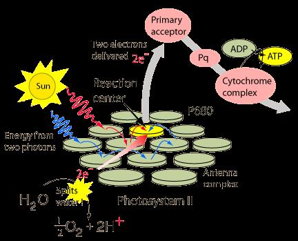 Fotosyntesen: 6H2O + 6CO2 Lysavhenging C 6 H 12 O 6 + 6O2 Temperaturavhengig CO2 PSI