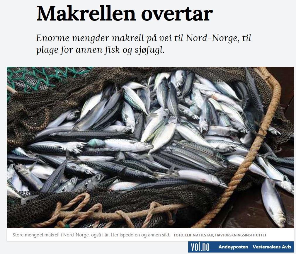 ført til mer makrell i Nord-Norge, og det har også blitt funnet makrell ved både Svalbard og Grønland.