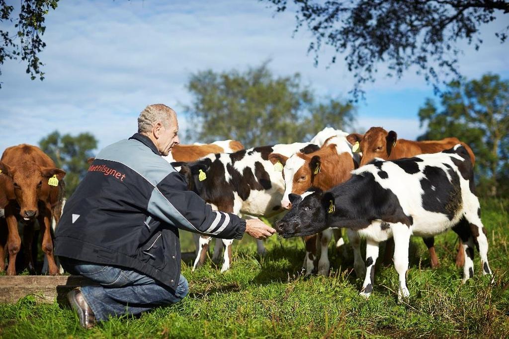 sjukdommer hos dyr sjukdommer som kan overføres mellom dyr og mennesker forebyggende tiltak mot smitteoverføring og resistensutvikling og sammenhengen mellom dyrehelse, dyrevelferd og folkehelse.