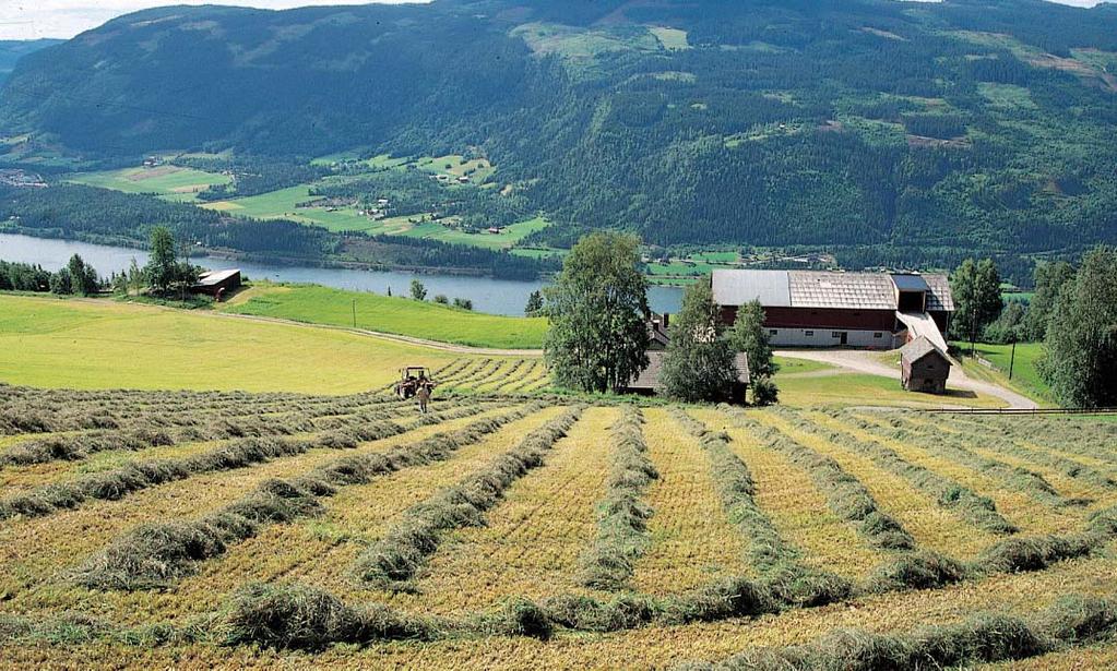 For sterk fortørking kan føre til et stort åndingstap. Foto: hah sis si kraftfôr eller kraftfôr i kombinasjon med energirike fôrslag som f.eks rotvekster og poteter.