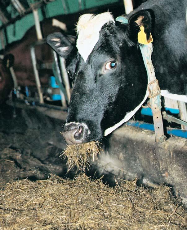 Det kan lønne seg å rekne på grovfôropptaket. Foto: JEK Tabell 1. Døme på Årsutskrift Buskap. negativ verknad på mengde energi kyrne kan ta opp frå grovfôret. Tabell 3 illustrerer dette.