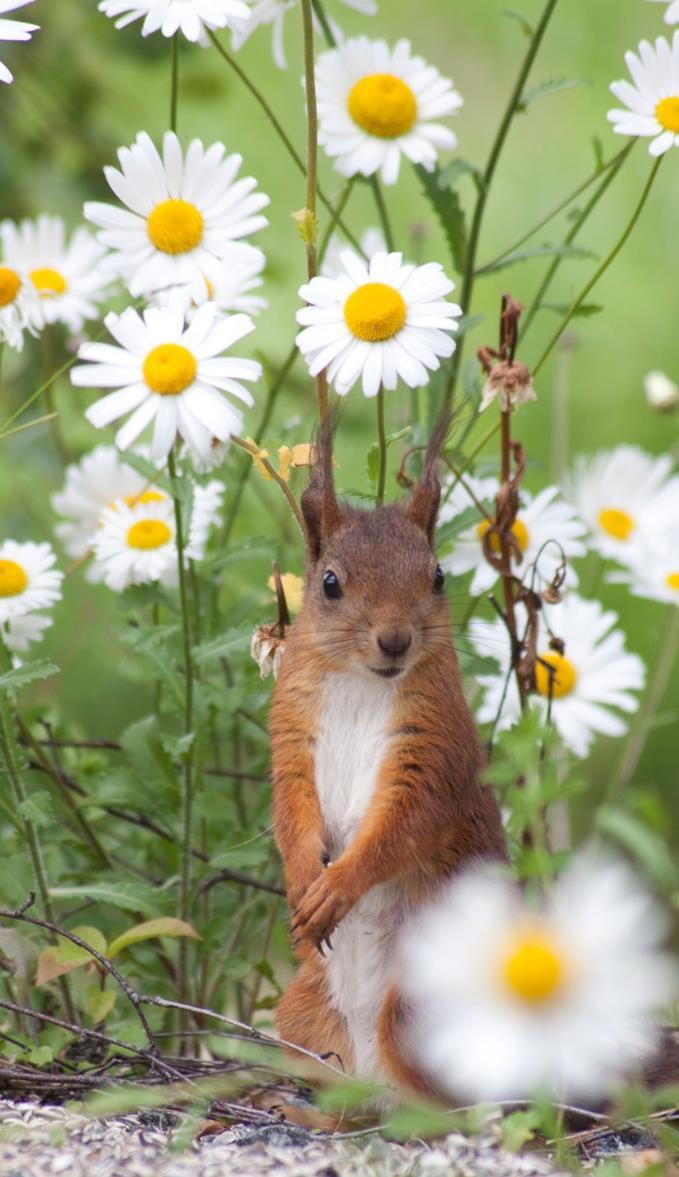 JUNI Dette skal vi arbeide med i forhold til rammeplanen: I juni skal vi se litt på årstiden sommer. Vi skal få inn sommeren på avdelingen med bilder og farger.