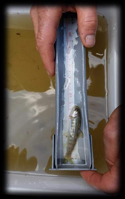 Metode fisketetthet Elektrisk overfiske med utfangstmetoden (3 ganger overfiske) i 10 av bekkene. Fangbarhet beregnet med Zippin-metoden.