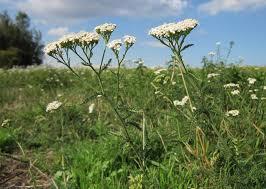 Bruker blomstene og bladene øverst på planten, tidlig blomstring Variabel plante Antiseptisk, blodstillende, urindrivende, sårhelende, sammentrekkende og bedrer