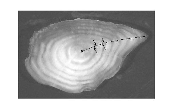 No of charr No of charr Otolith size (relative) Fisk samplet 197-28 195-28 8 6 4 2 197 (2 år) Årsklasser (klekkeår) Diesetvatnet 3 2 1 Fiskelengde vs otolittstørrelse 5 1 15 Fish length (mm) LAKE$