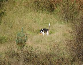 12.09.09. I dag ringte en glad beagle eier (Vegard)- han hadde vært ute med Kaia på Brådland de to siste dagene, og hun jager hare så det koster.