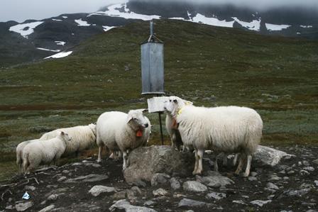 Sommer (utmark)- plassering av saltstein Saltsteinene blir en