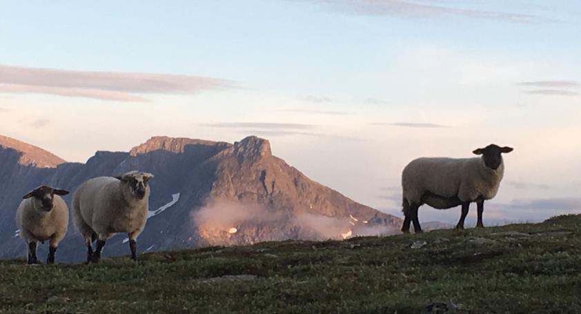 gras, så langt det lar seg gjøre Flere steiner -> mindre