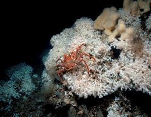 Marine naturtyper håndbok 19 marin kartlegging gir økt kunnskap om sjøområdene.