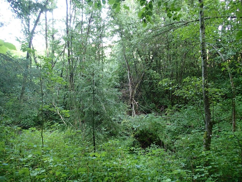 Figur 5. Yngre gråorskog i liten bekkedal/ravinedal like øst for eksisterende steinbrudd.