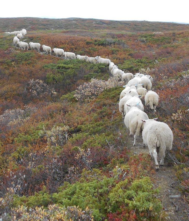 Oppsummert Øst Tørt i sør, bedre nordover Gode beiter, slaktemodne lam Gode høstbeiter Økt lammevekt