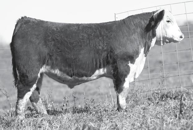 187 DHB 6964 183 LEADER 6037 ET Birth Date: 3-7-2016 Bull P43684342 Tattoo: 6037