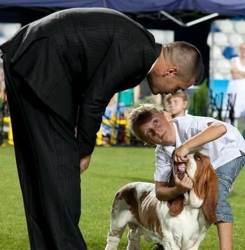 En Basset hound skal være, omgjengelig, vennlig, lett å ha med å gjøre og håndtere Så sant den har vært behandlet på en ordentlig måte å ikke vært utsatt for noe svært traumatiserende, men dette