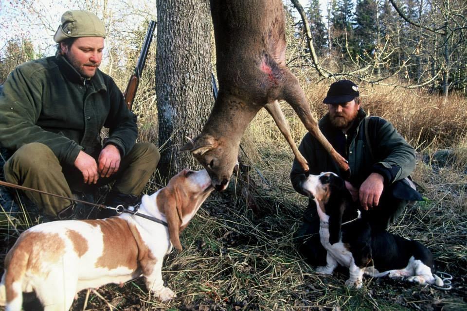 Mentalitet og bruksegenskaper Jaktprøver, bruksprøver og mentaltester Det er svært få norskeide basset hounds som er stilt på drevprøver (fire individer siden 1980), og det er gått så vidt lang tid