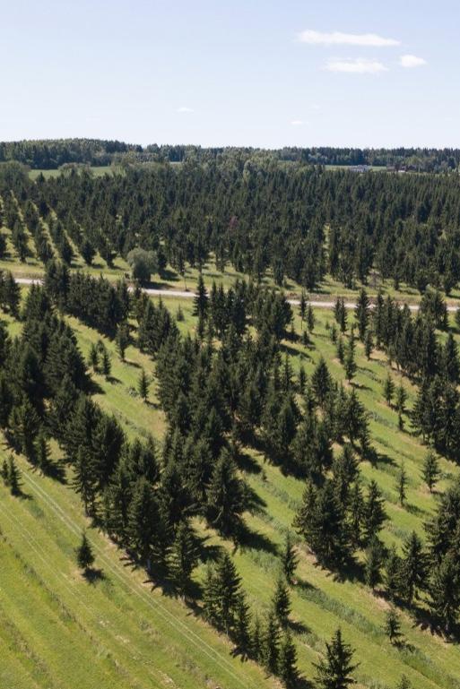 I tillegg er en ny plantasje for produksjon av fjelledelgranfrø under etablering på Huse gård i Lillehammer kommune.