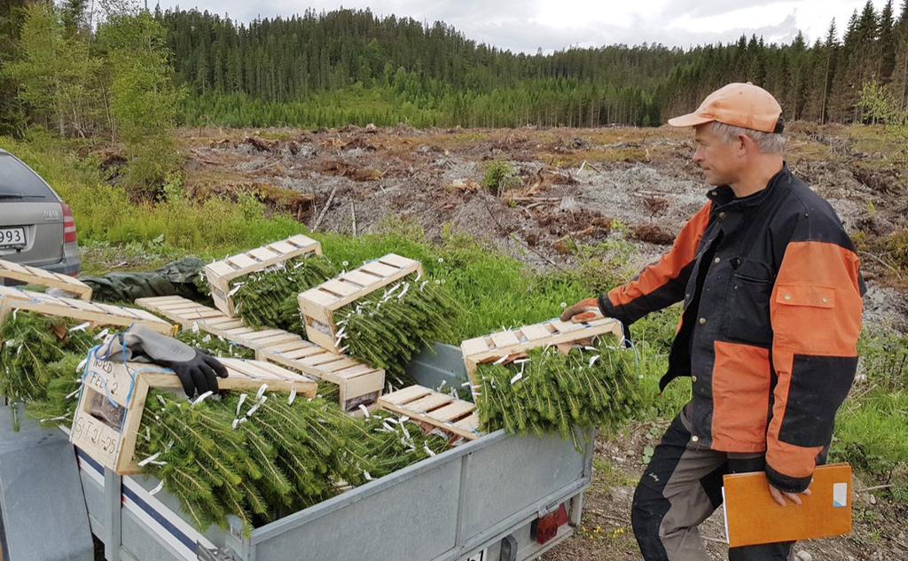 Forsøksplanter med familier fra klonarkivene på Spjutnes og Skjørholmsskogen er klar for utplanting på Skogselskapet i Trøndelag sin eiendom Skjørholmsskogen i Verdal.