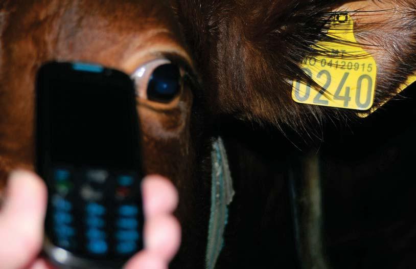 FRUKTBARHET Med den utvidede SMS-tjenesten fra Geno sendes det ut varsel om at ny brunst kan være i anmarsj også for dyr som ikke er inseminert. Arne Ola Refsdal Seniorforsker arne.ola.refsdal@geno.