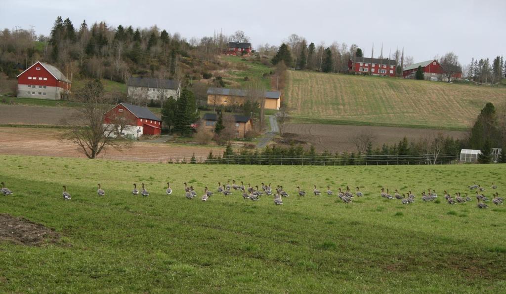 Grunneieravtaler og forsøk 2017-19 Teste ut ulik dyrkingspraksis og sortsvalg Hensikt: bedre å kunne kombinere både å gi gåsebeite om våren og