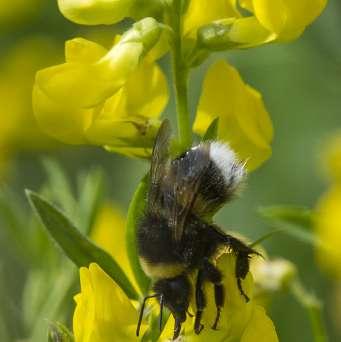 Trifolium medium