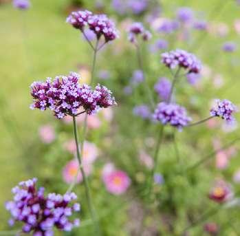 Melvær Fløyelsblomst