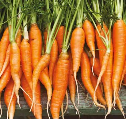 Carrots - Chantenay 5kg x 1 051258 Carrots - Large 10kg x 1 051257 Carrots - Large 1kg x 1 051261