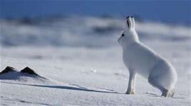 FEBRUAR Tema: Vinter og snø Haren som skiftet farge I februar skal barna få bli enda bedre kjent med snø og vinter.