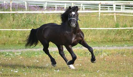 Gavekortene kan brukes på Jæren Hingstestasjon. Løpet kjøres delt slik at kaldblod og varmblod kjører hver for seg.