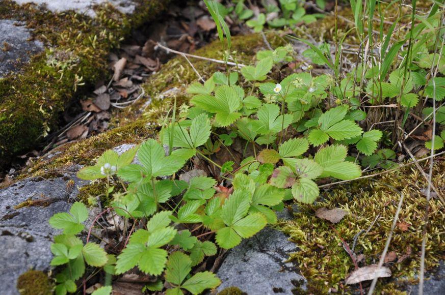 Ecofact rapport 49 Side 13 Figur 14. Et eksempel på en knaus i skogen, med markjordbær (Fragaria vesca). Denne i sørvendt skråning.