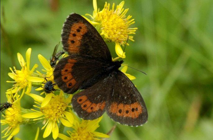 Brunflekket perlemorvinge (Boloria selene) til venstre, og fløyelsringvinge, (Erebia ligea) til høyre. Foto: Frank Beuchel.