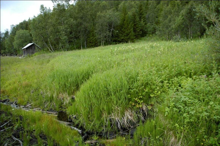 deler av lokalitet 04, Oksfjellelv. Figur 25. Øvre kant av oppdemmingssonen.