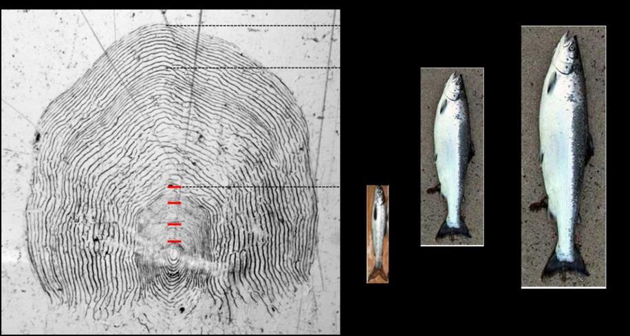 2.4 Analyser av skjell og otolitter fra voksenfisk I løpet av fiskesesongen 2018 samlet sportsfiskere inn skjellprøver og otolitter fra laks fanget under sportsfiske i Røssåga.