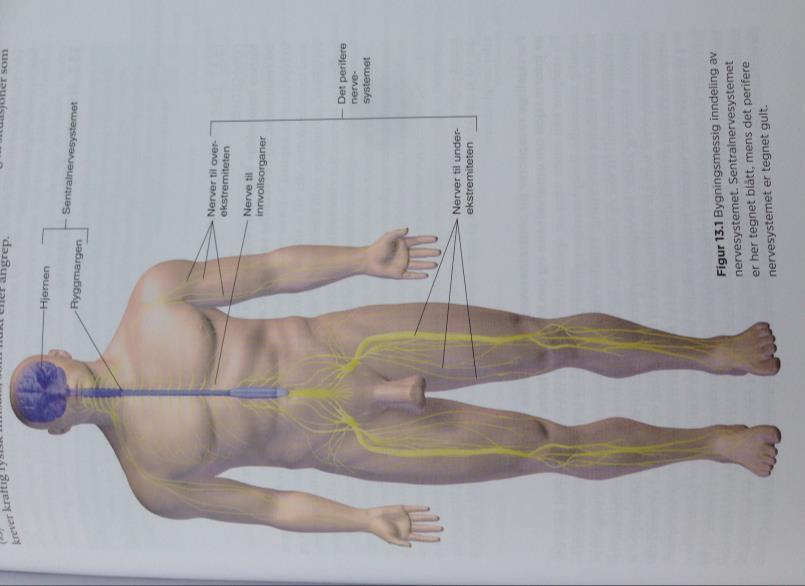 Nervesystemet Blå=