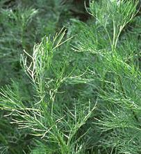 Abrodd Trappeurt Artemisia abrotanum Kurvplantefamilien Slår lett rot i bark, torvstrø og sand Lett jord, solrik plass Skjær tilbake på våren for å bevare formen Beskytt røttene om vinteren