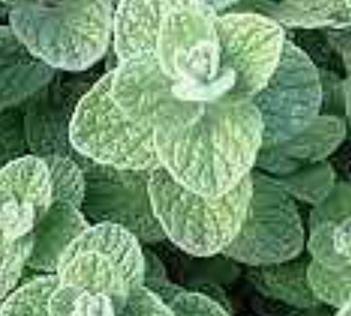 Oregano Syrisk oregano Zaatar Origanum syriacum - overvintres frostfritt Høstes når de er 10-15 cm for best smak 40- cm Solrikt sted med lite næring. Formering. Frø Middelhavsområdet.