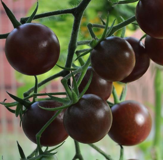 Utvikler lange, hengende greiner med mengder av små, røde og søte tomater.