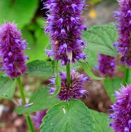 Agurkurt hvit Anisisop Agastache foeniculum Lang blomstringstid! Stive, rette stengler. Solrik plassering i varm og drenert jord. Jevn fuktighet. Kan toppes for å få en kraftigere plante.