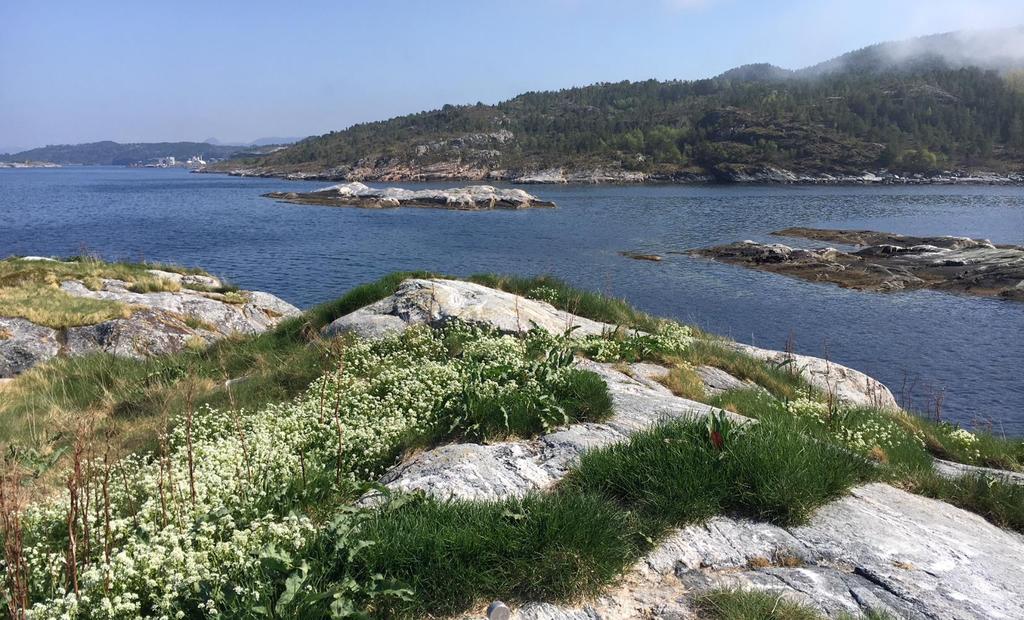 Hele strandsonen på strekningen Valholmen Bolgneset inkluder Kopparholman er dominert av blankskurt berg og steinstrand.