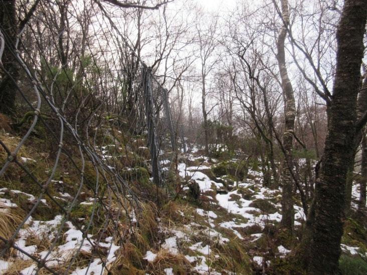 På berget vokser blant annet rosettmellav, bekkegråmose, setergråmose, heigråmose og tråsåtemose. I små sprekker vokser blåklokke.