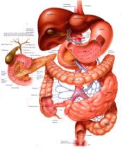 Lamina propria (støttelag) Muscularis mucosa (tynt muskellag) Absorbsjon og sekresjon Submucosa Løst bindevev